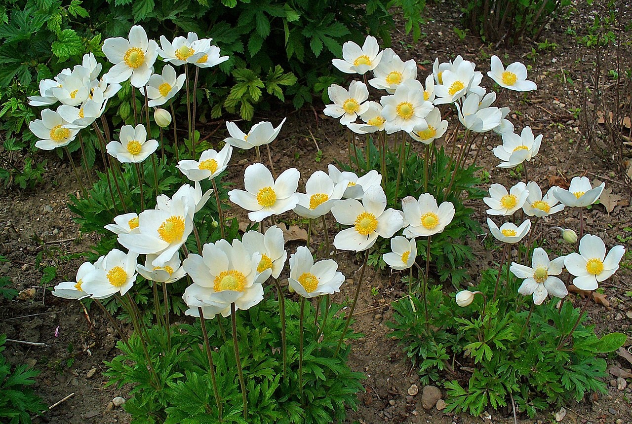 Ветреница лесная