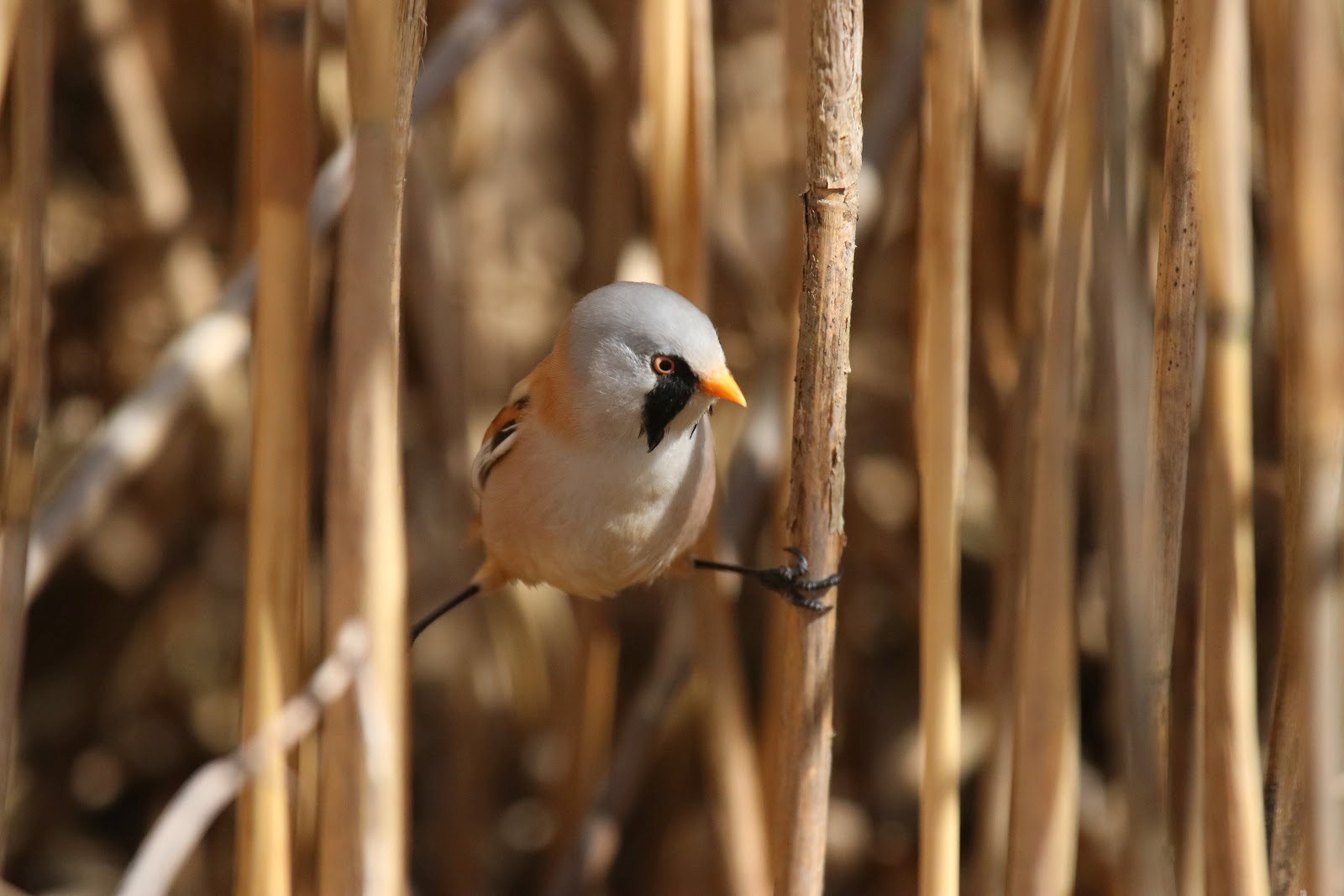 время засекай