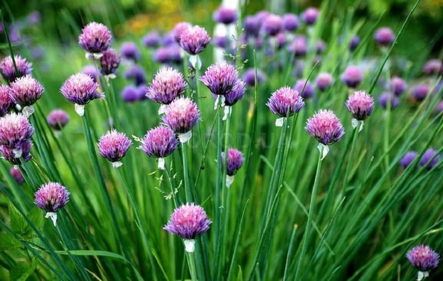 лук цветет.jpg