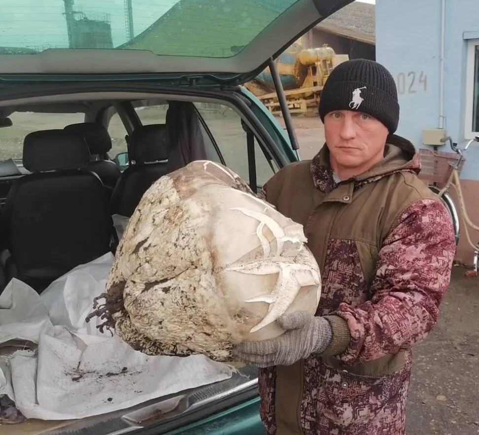 огромный гриб