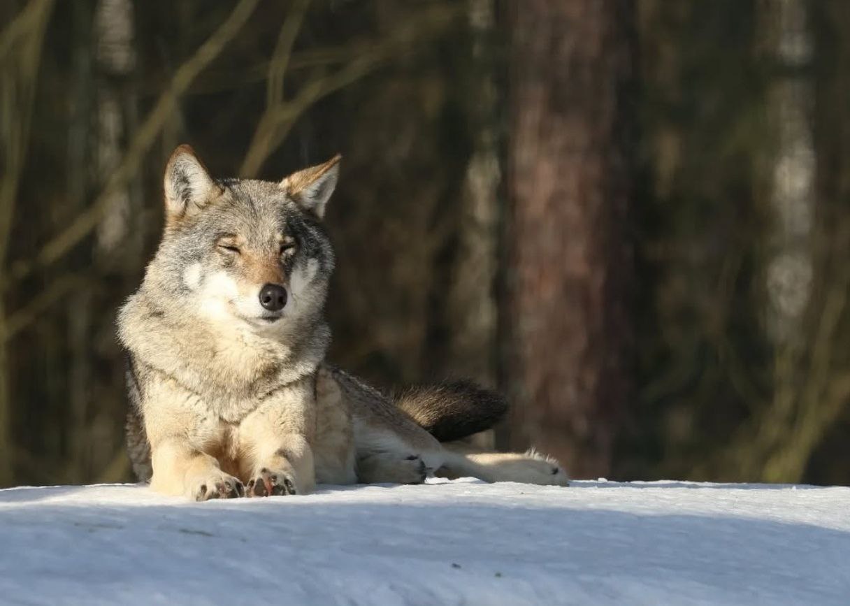 2-Волк фото Инны Шкурко.jpg