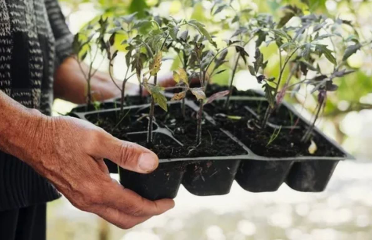 рассада рассада