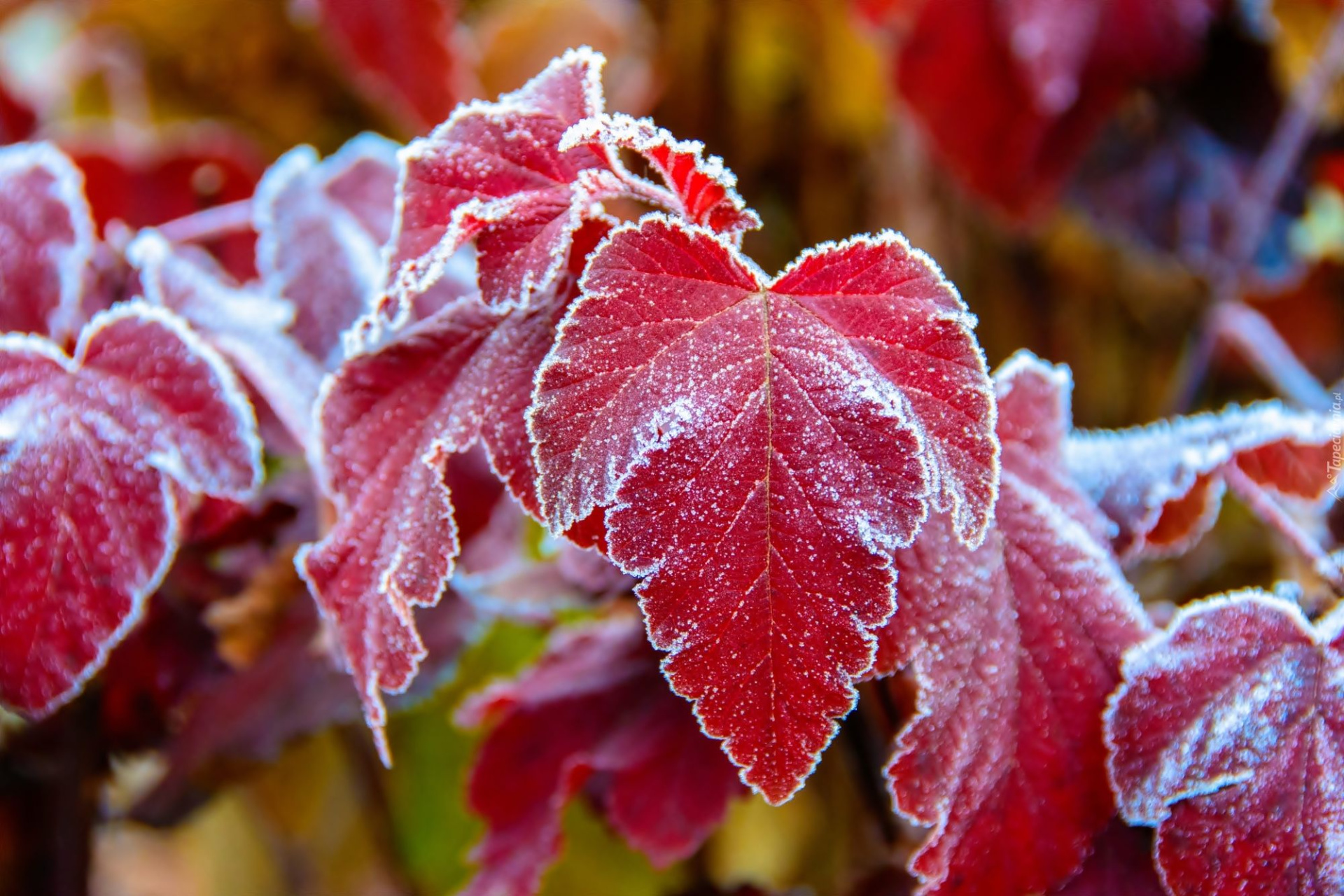 листья в инее