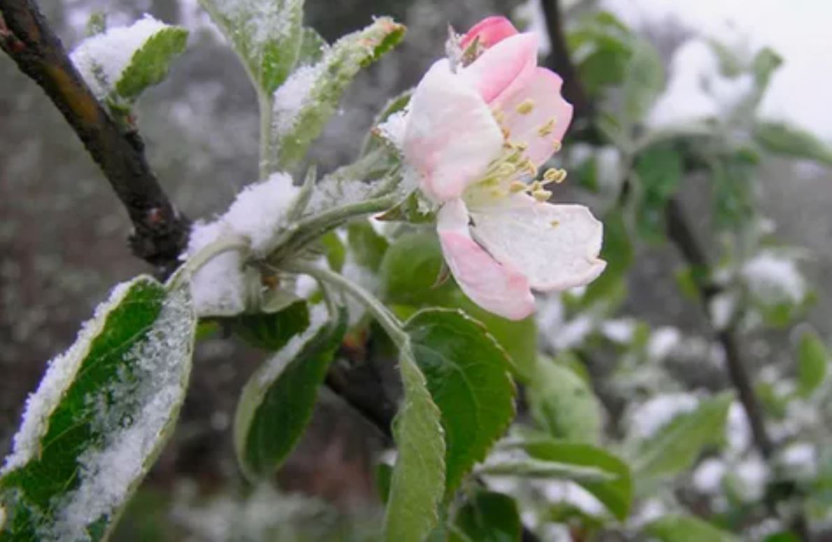 заморозки заморозки