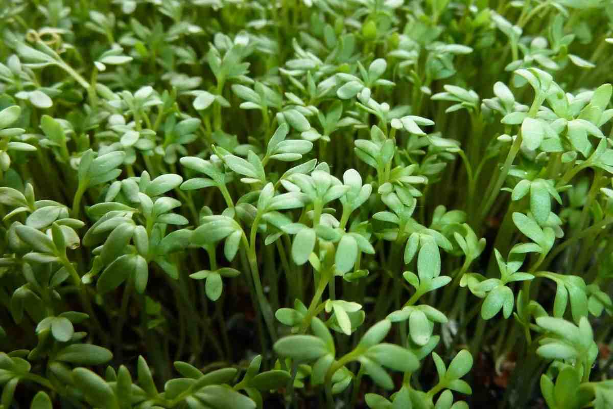 кресс-салат 1.jpg