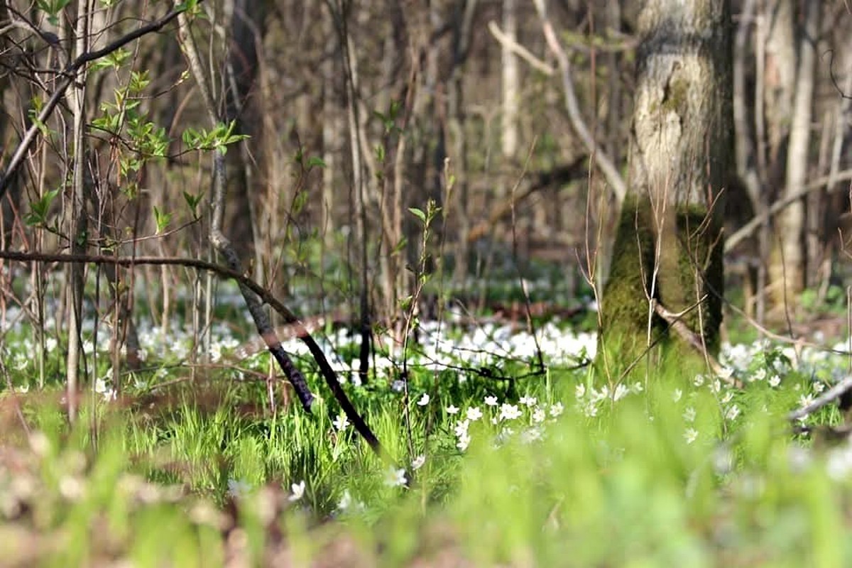 Ветреница дубравная 1.jpg