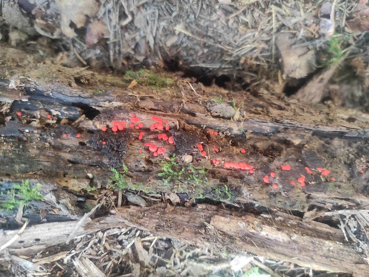 миксомицет