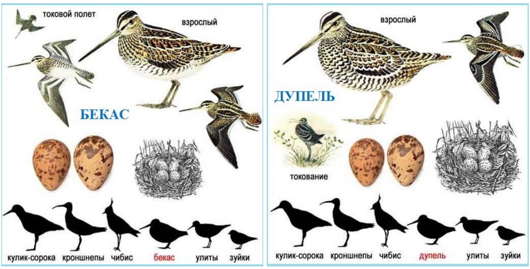 дупель и бекас.jpg
