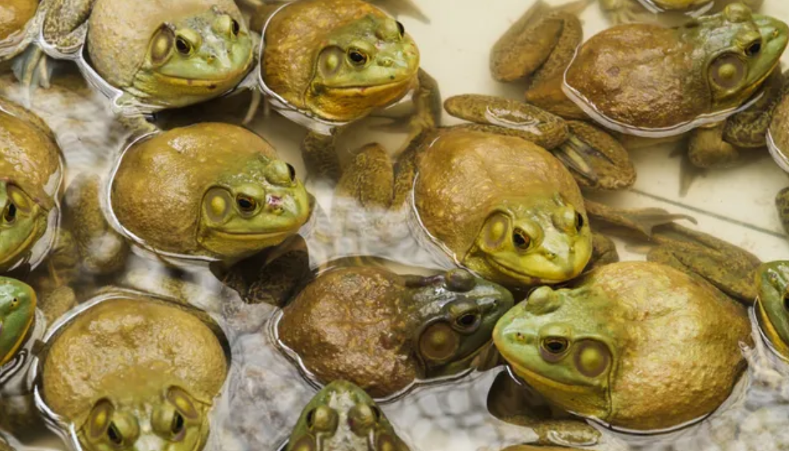 лягушки в заливке