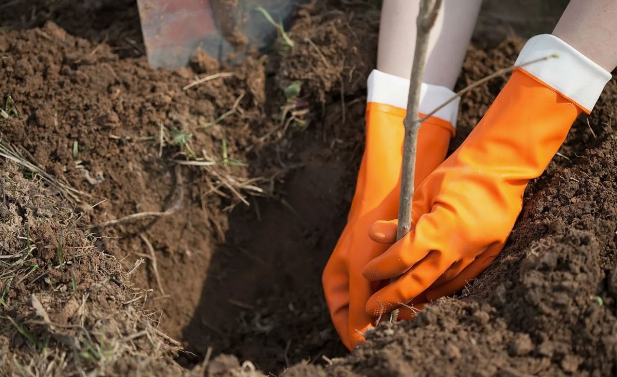 посадка деревьев.jpg