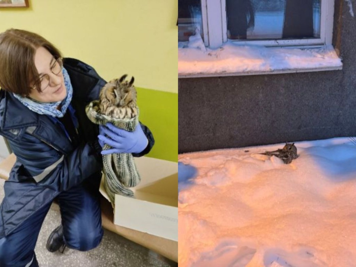 ушастую сову нашли в минских сугробах