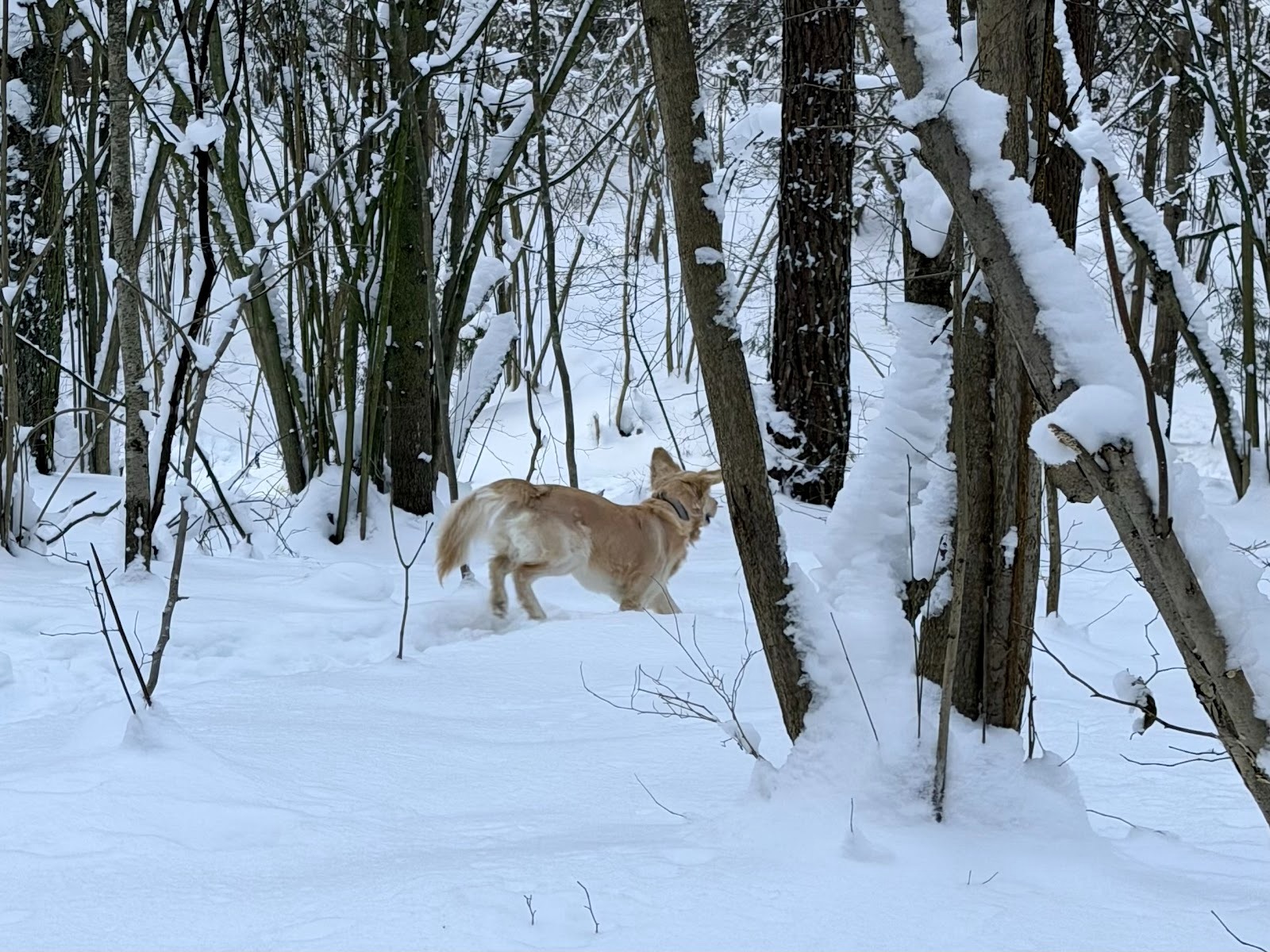Собаки зимой