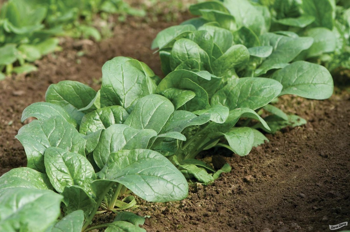 шпинат на грядке