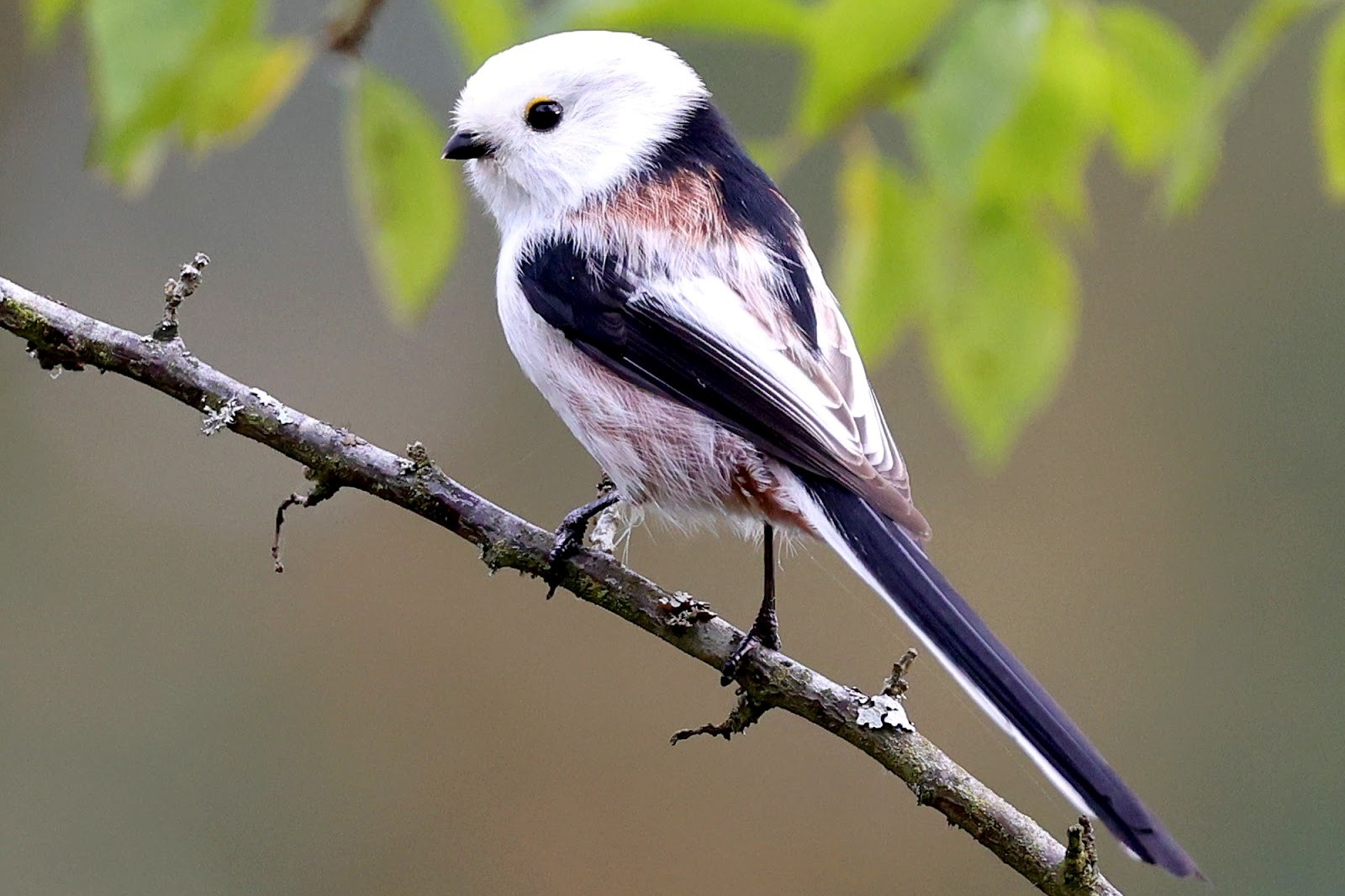 4-Длиннохвостая синица.jpg