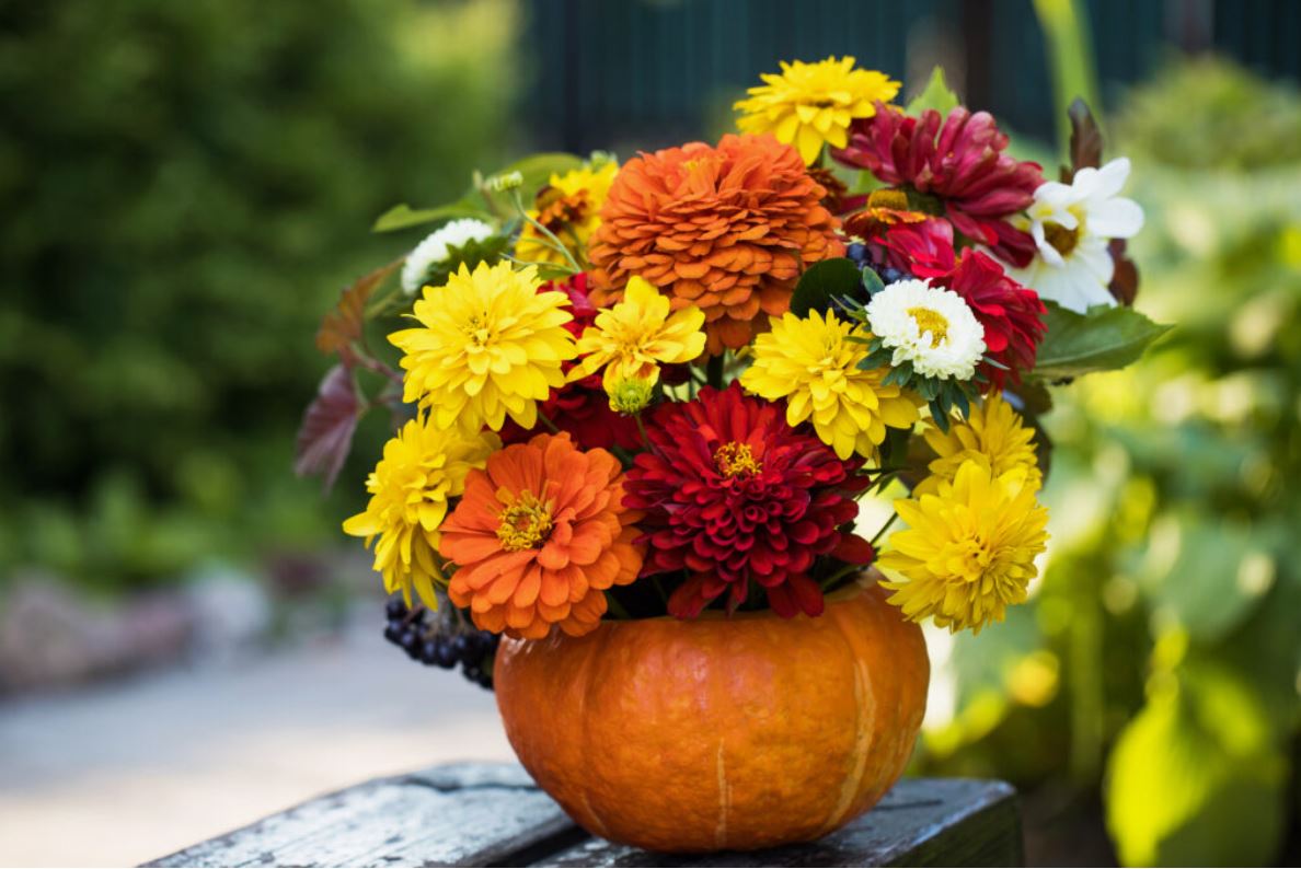 цветы на даче осенью