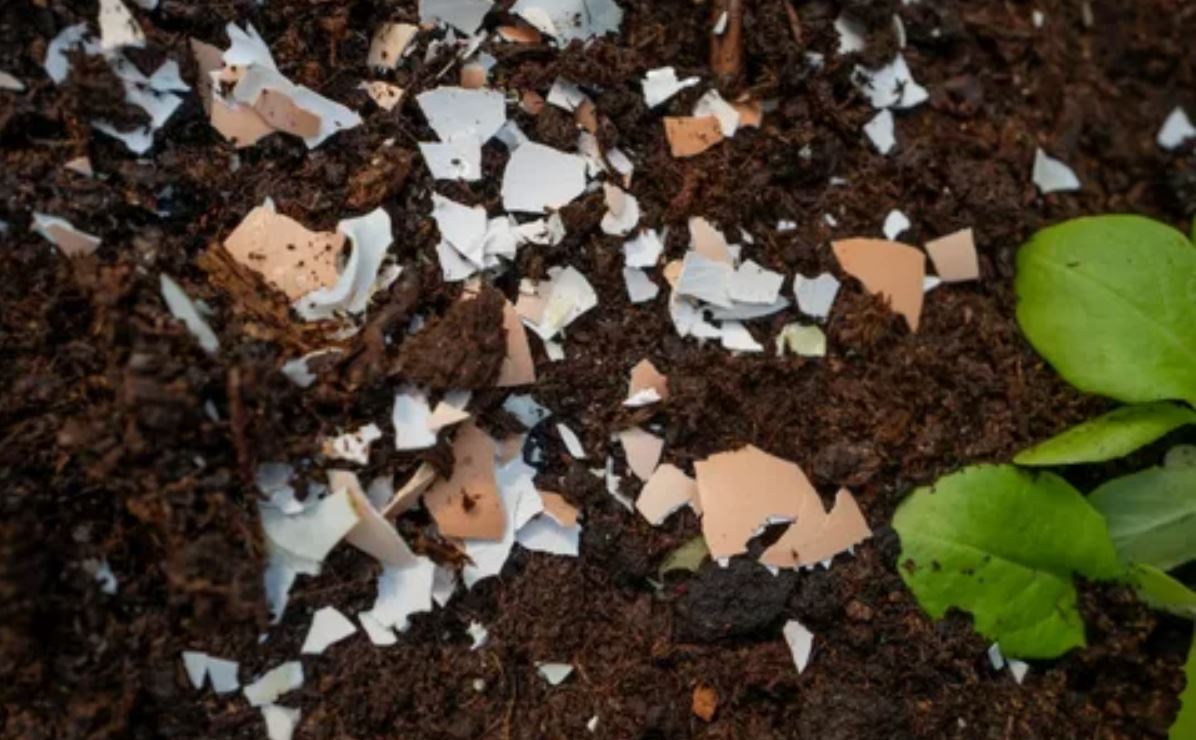 яичная скорлупа