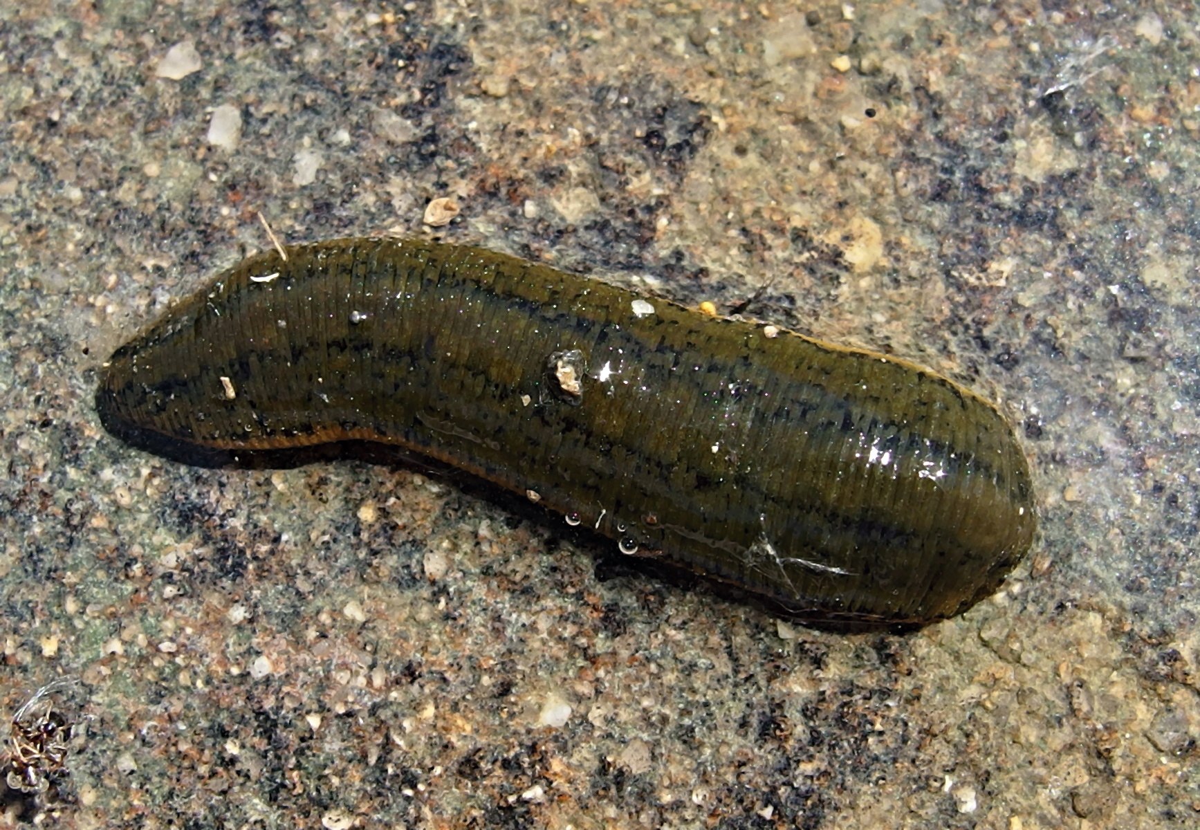 Большая ложноконская пиявка