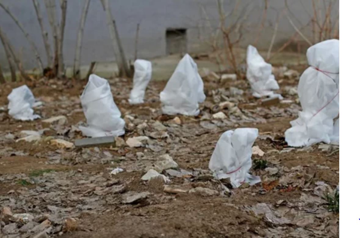 растения растения 3.jpg