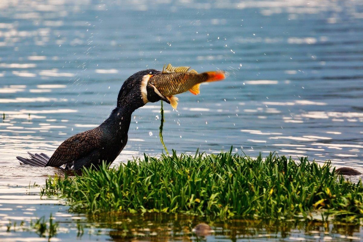4-Баклан заглатывает рыбу целиком.jpg