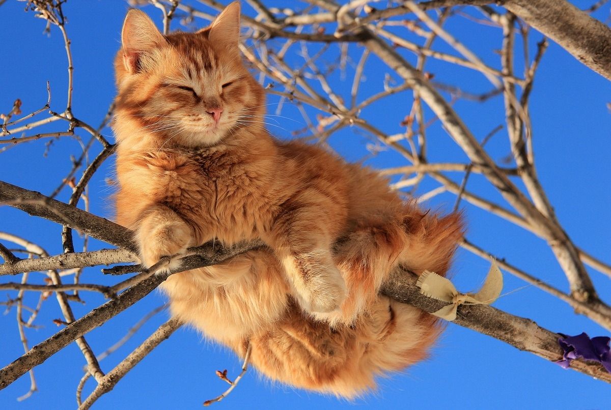 кот греется в апреле