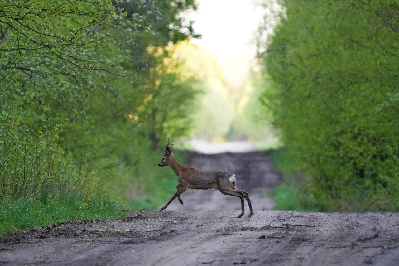 4-Косуля перебегает дорогу посреди леса.jpg