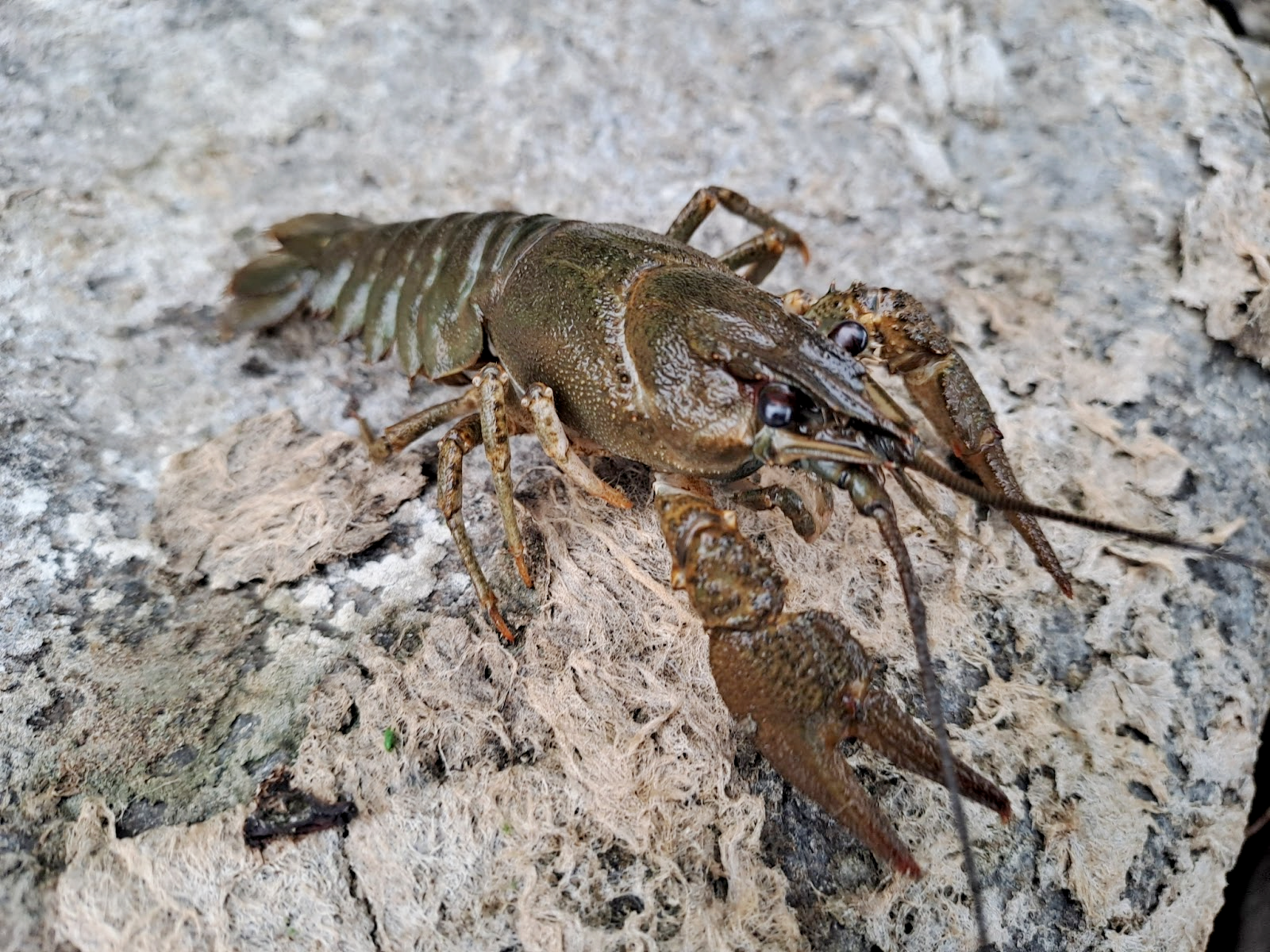5-Широкопалый рак.png