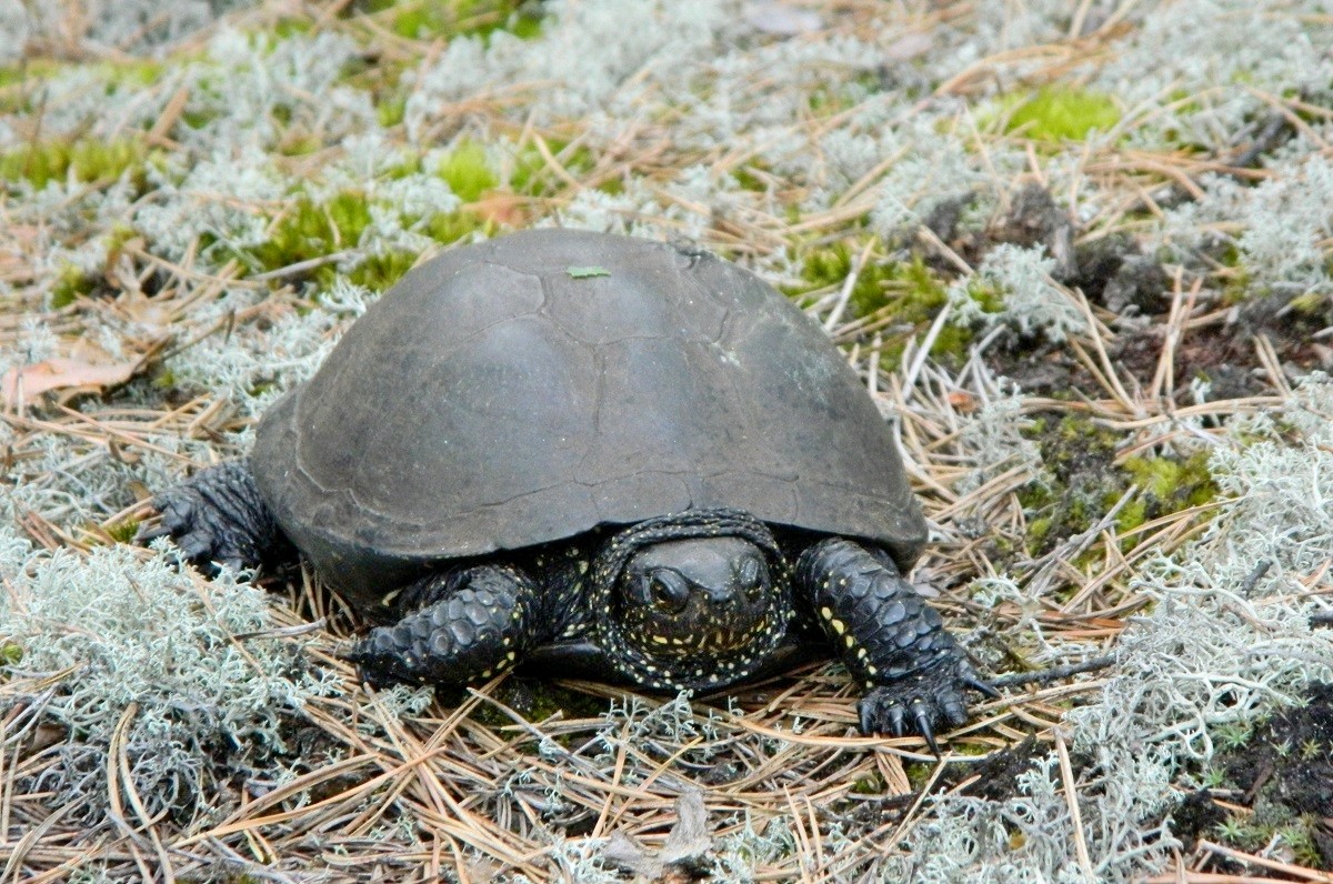 3-Болотная черепаха.jpg