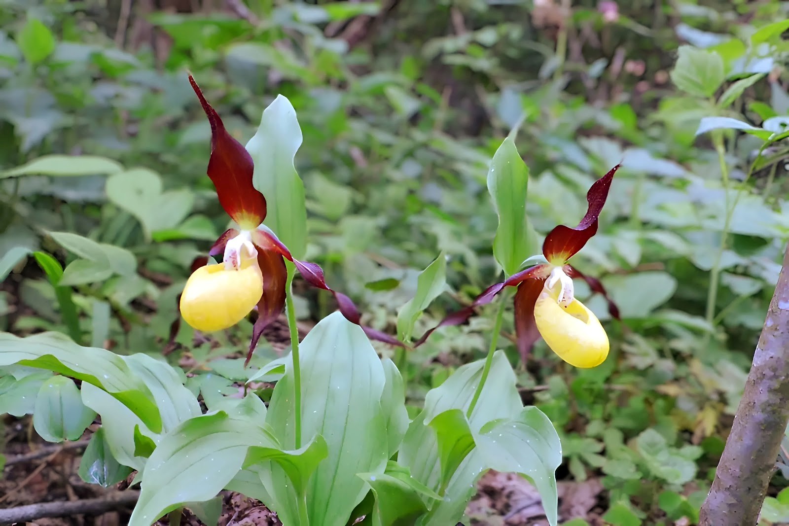 Венерин башмачок 2.jpg