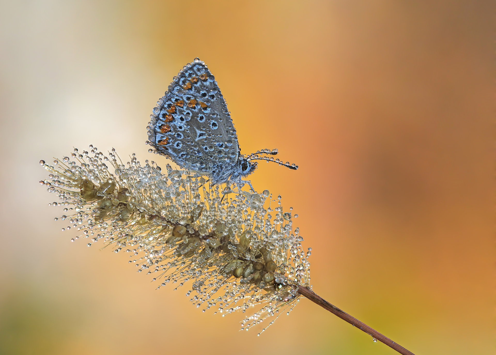 Утренняя голубянка 