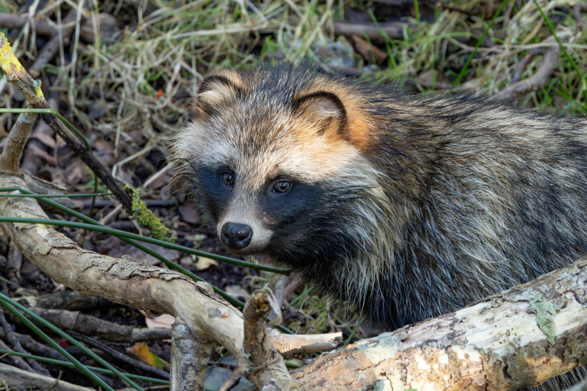 Енотовидная собака