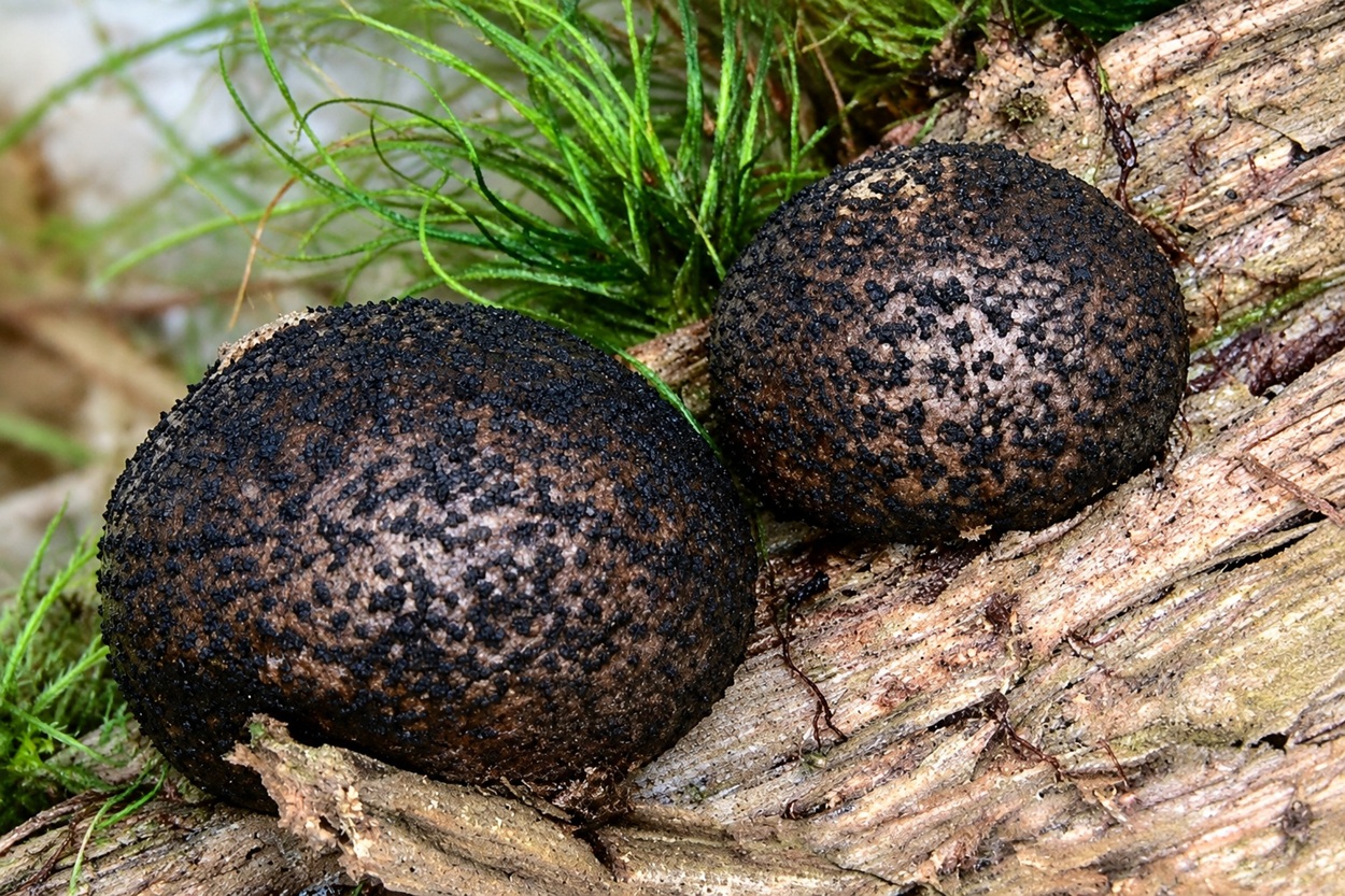 Lycogala umbrinum Lycogala umbrinum