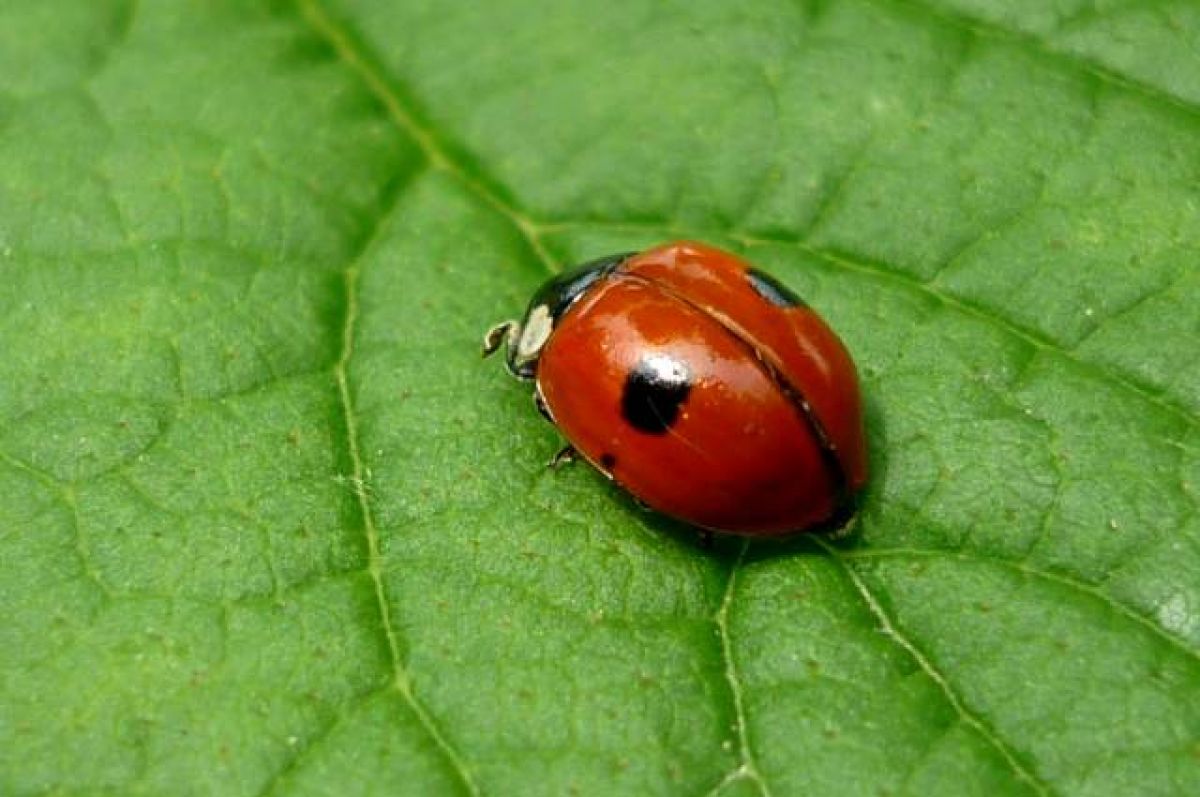 божья коровка