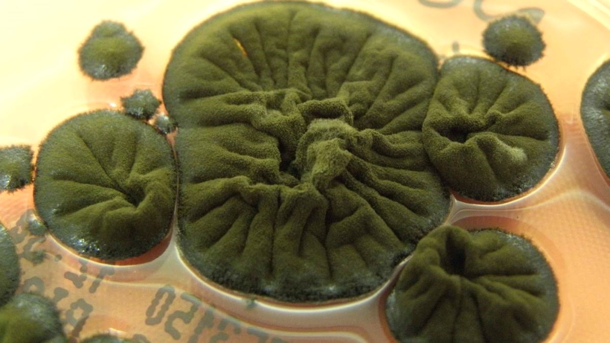 Cladosporium sphaerospermum