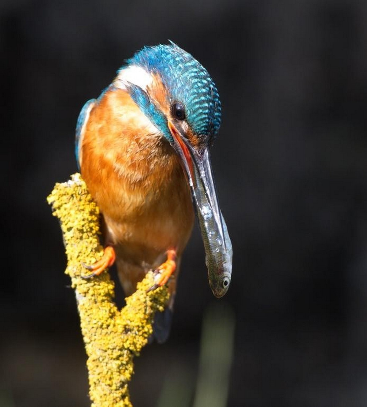 7-Зимородок принес корм птенцам в гнездовую норку.jpg