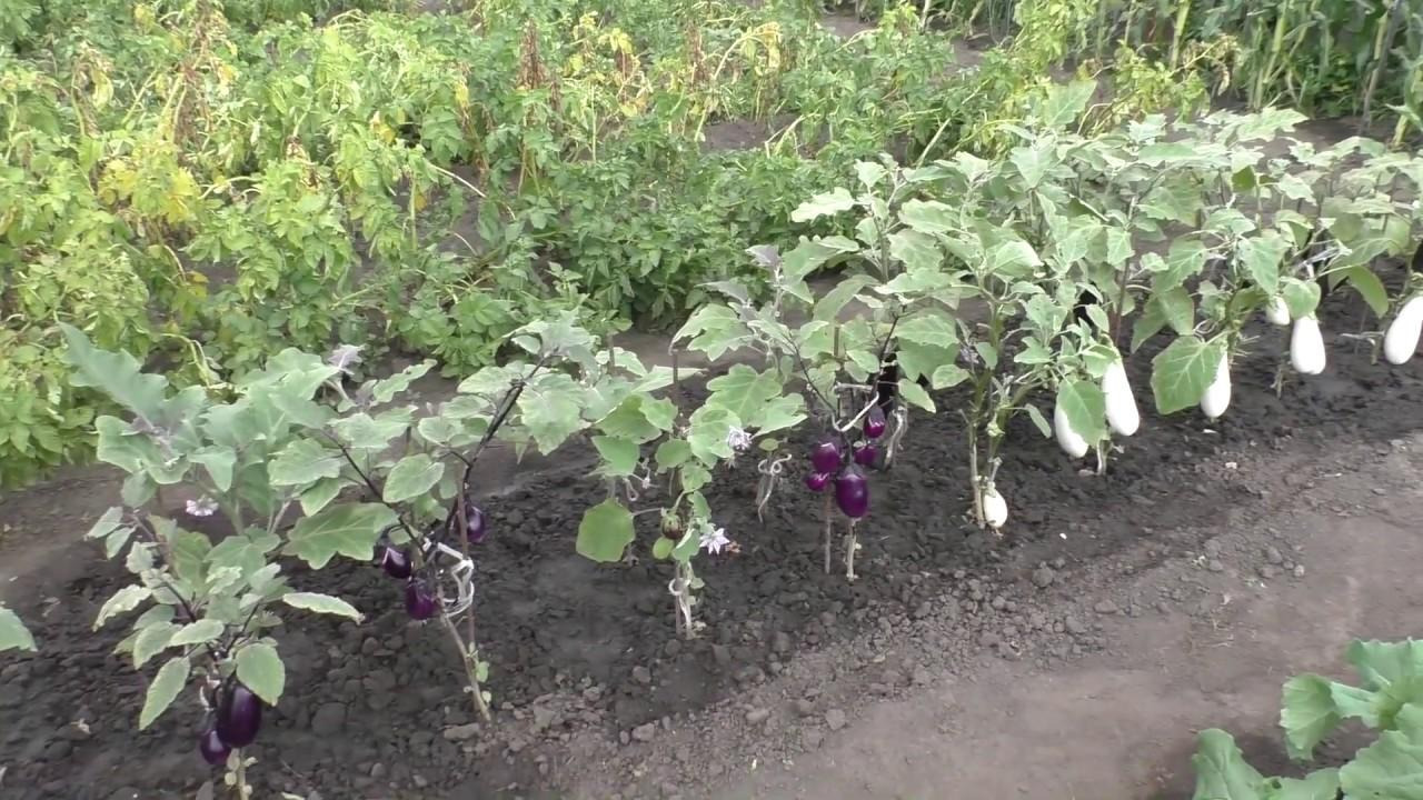 Баклажаны