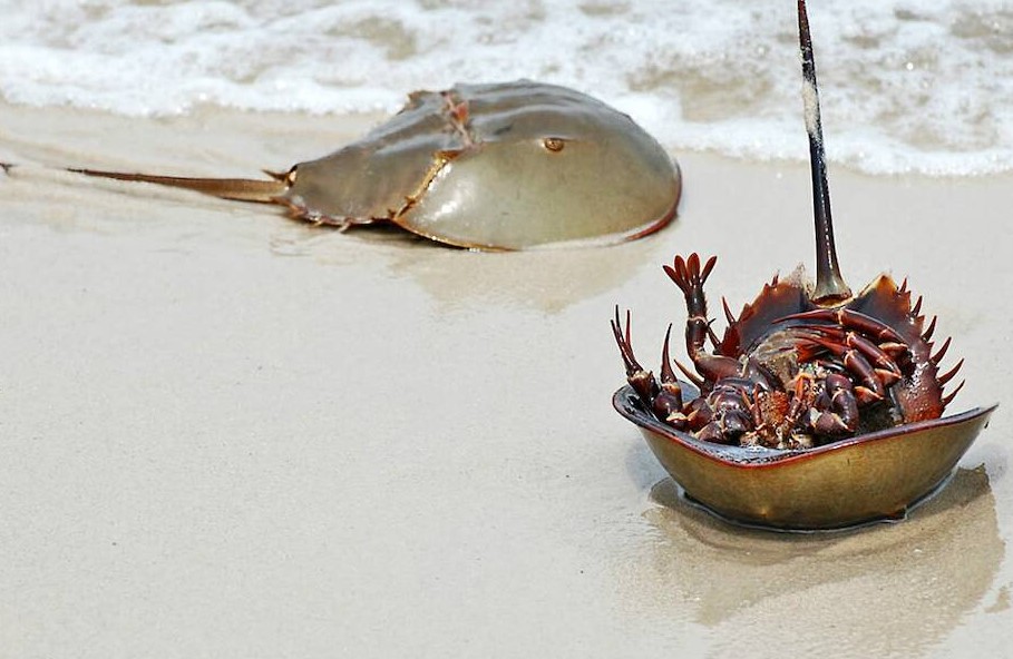 Мечехвосты