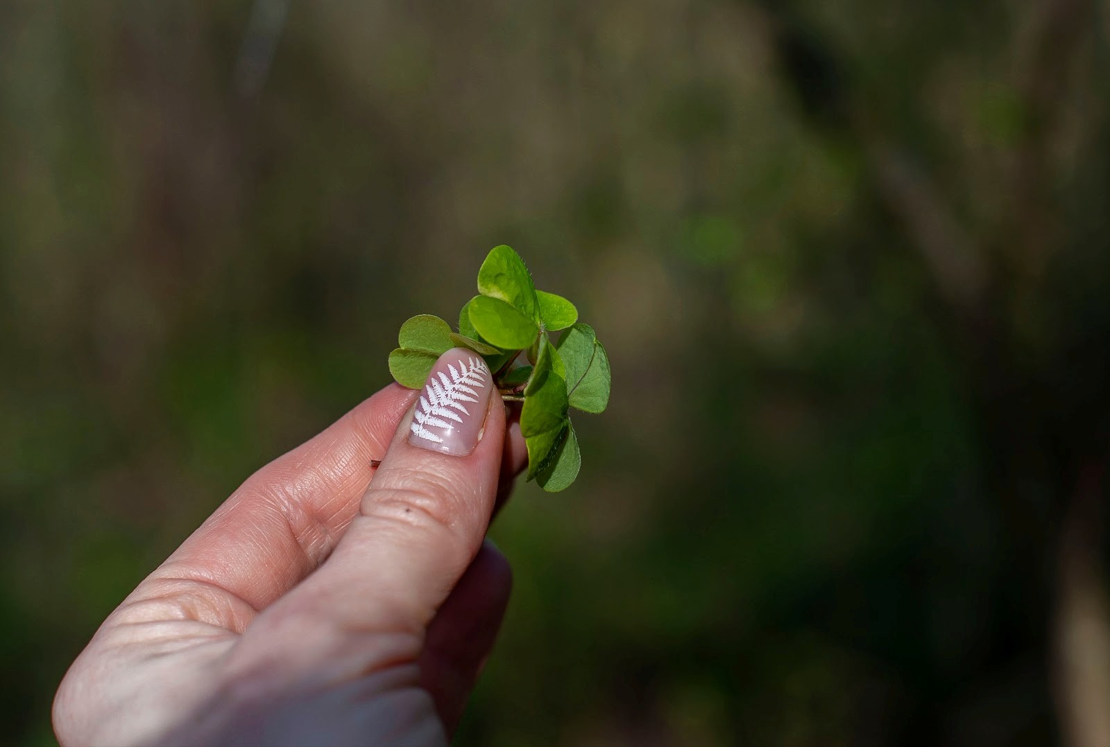 Кислица 3.jpg