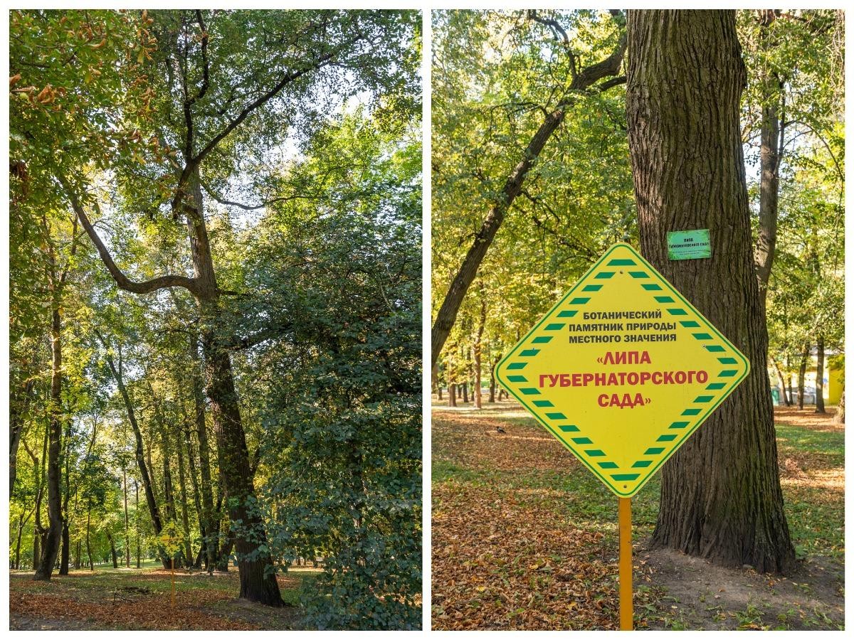 10-210-летняя Губернаторская липа в Минске.jpg 10-210-летняя Губернаторская липа в Минске.jpg