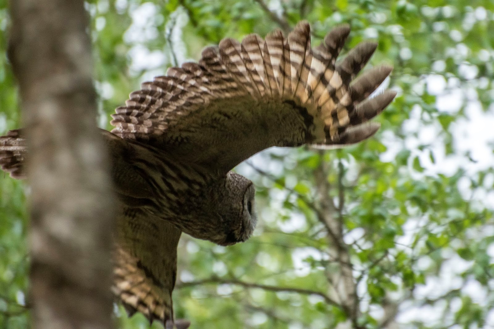6-Размах крыльев у бородатой неясыти бывает до полутора метров.jpg