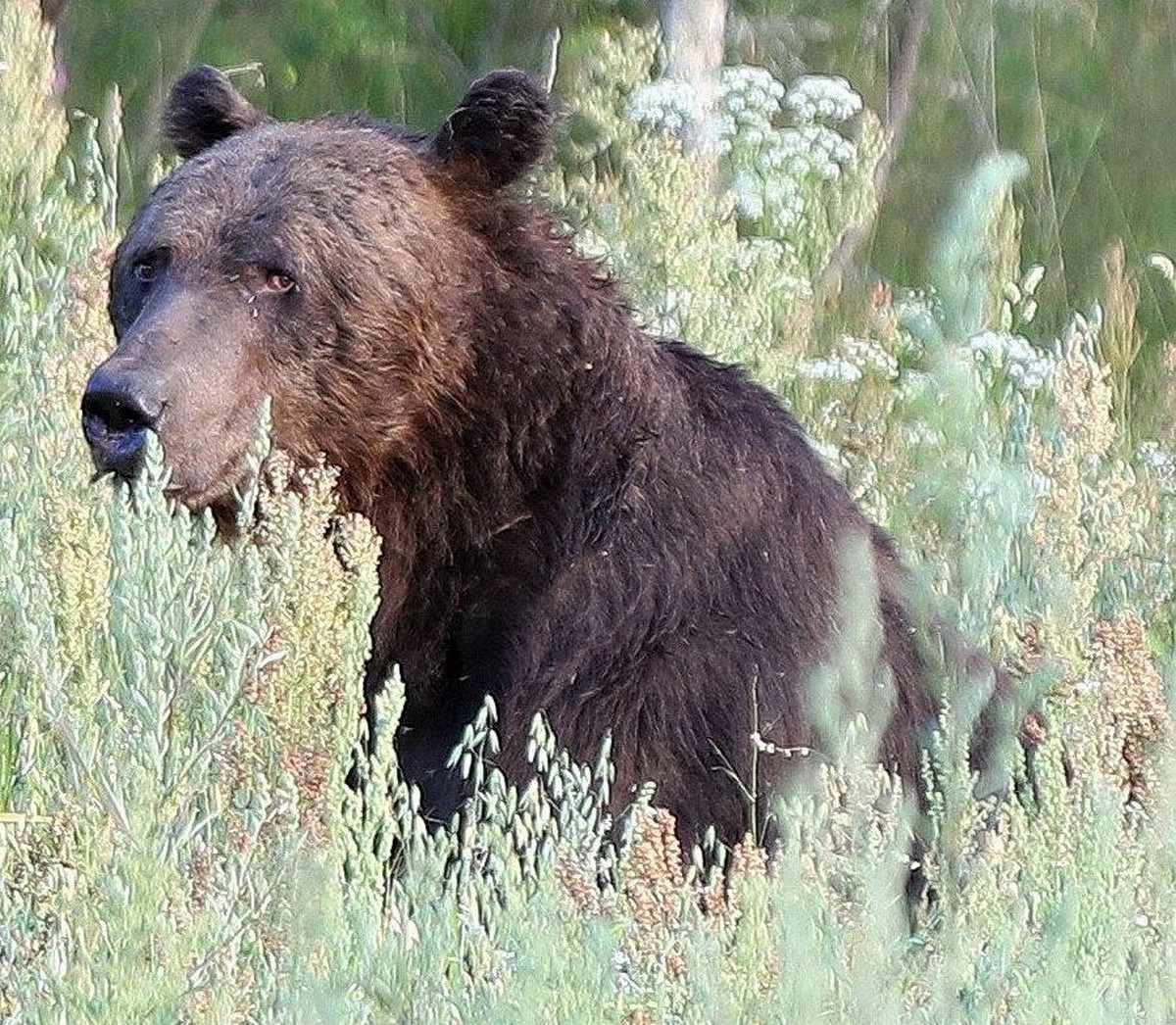 10-Грустный медведь.jpg