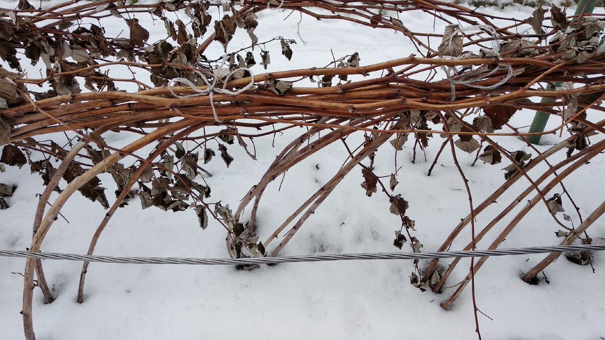 зима, сад.jpg