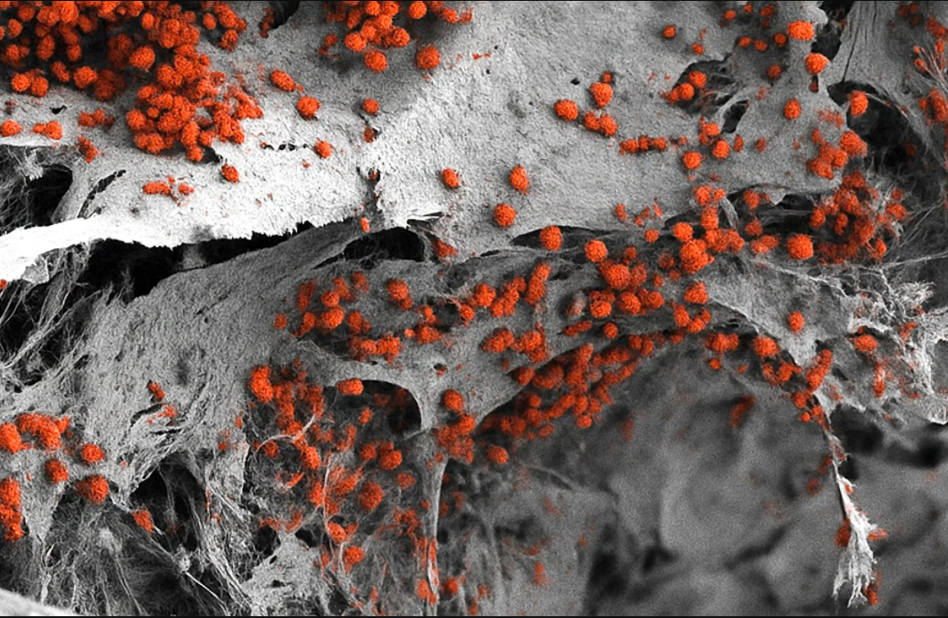 клетки крови