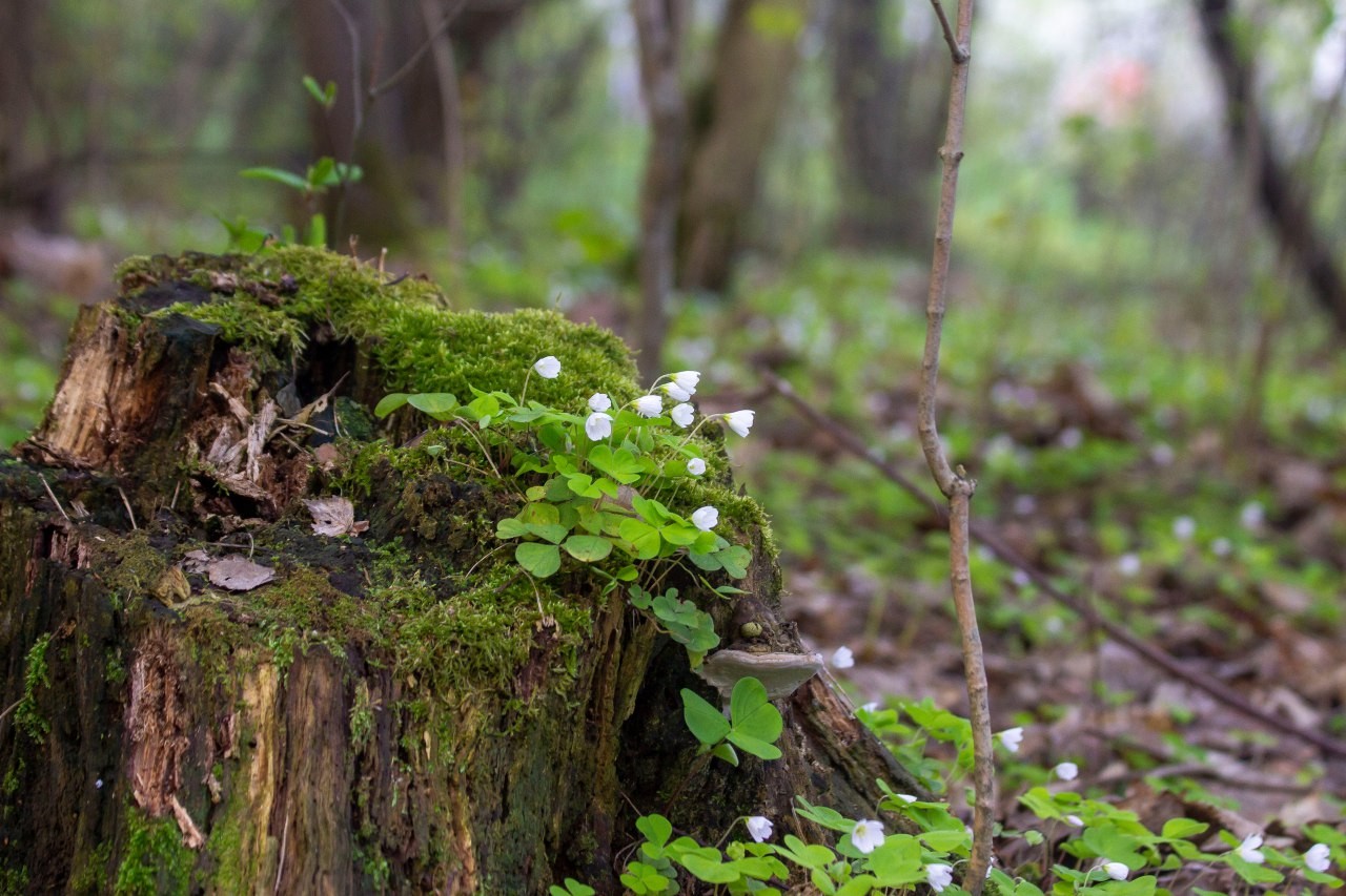 Кислица 4.jpg