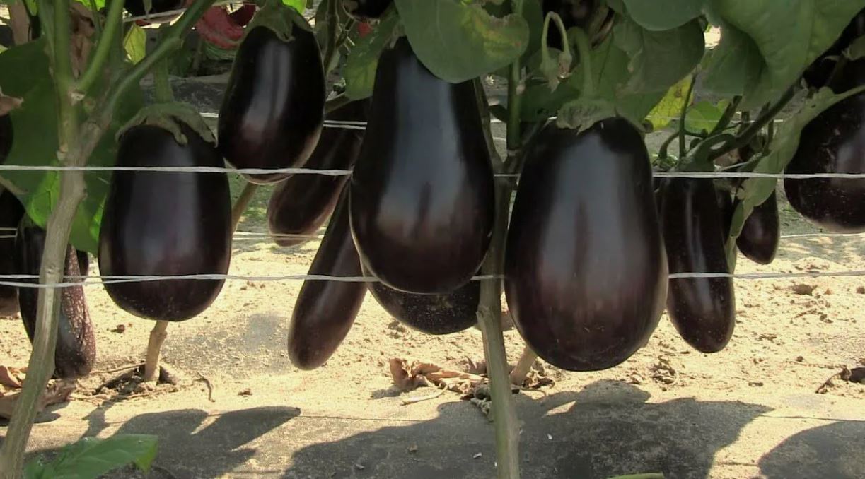баклажаны в огороде