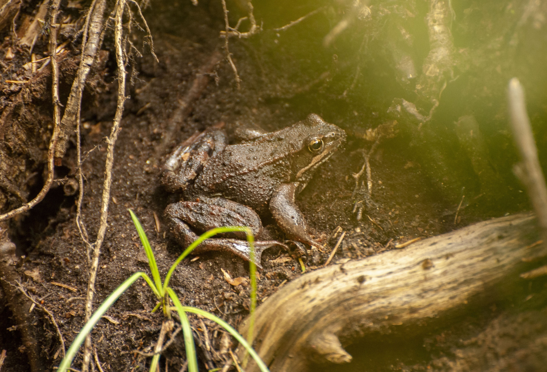Травяная лягушка