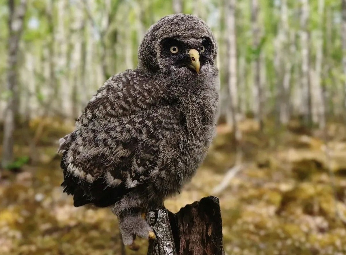 11-Птенец бородатой неясыти.jpg