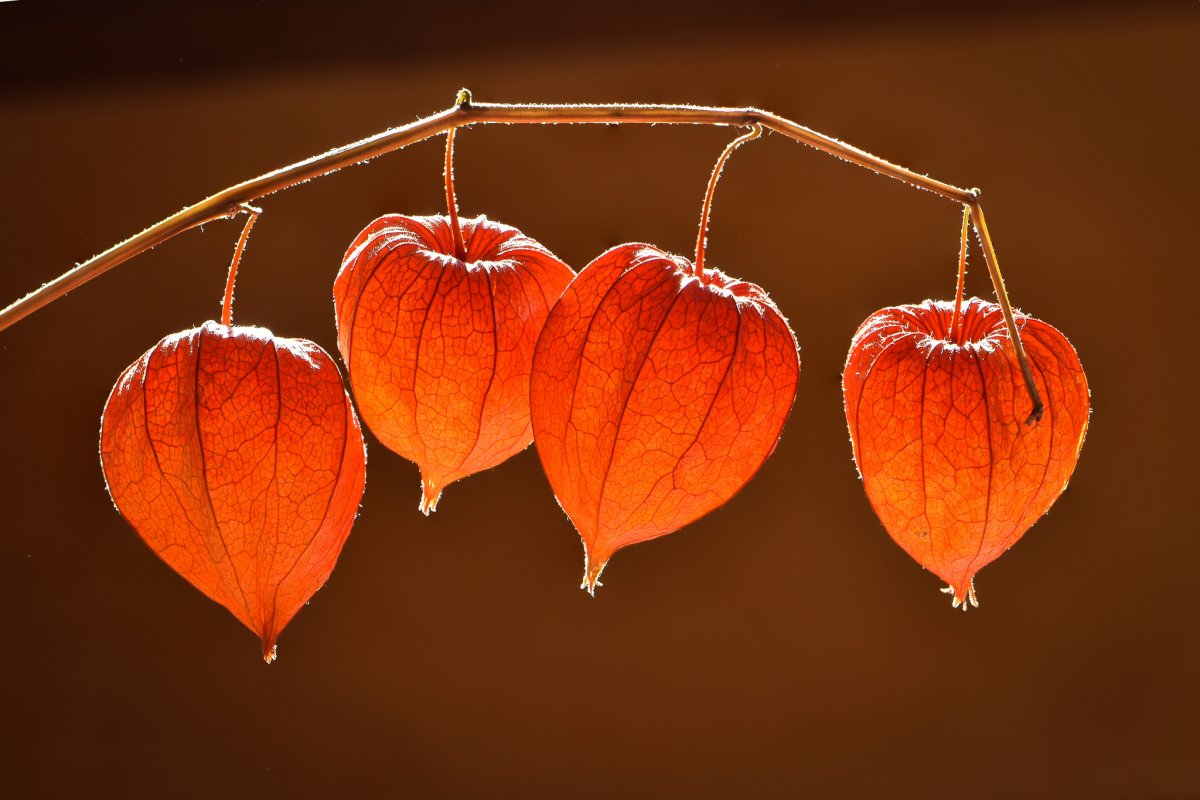 физалис 2.jpg