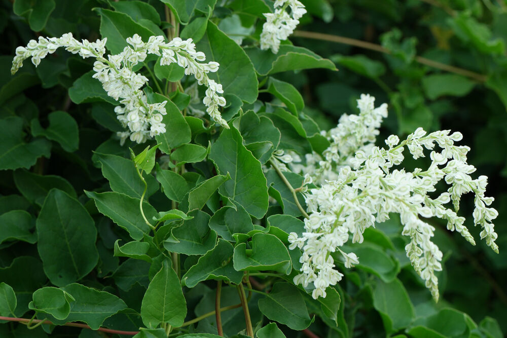 fallopia_multiflora.jpg