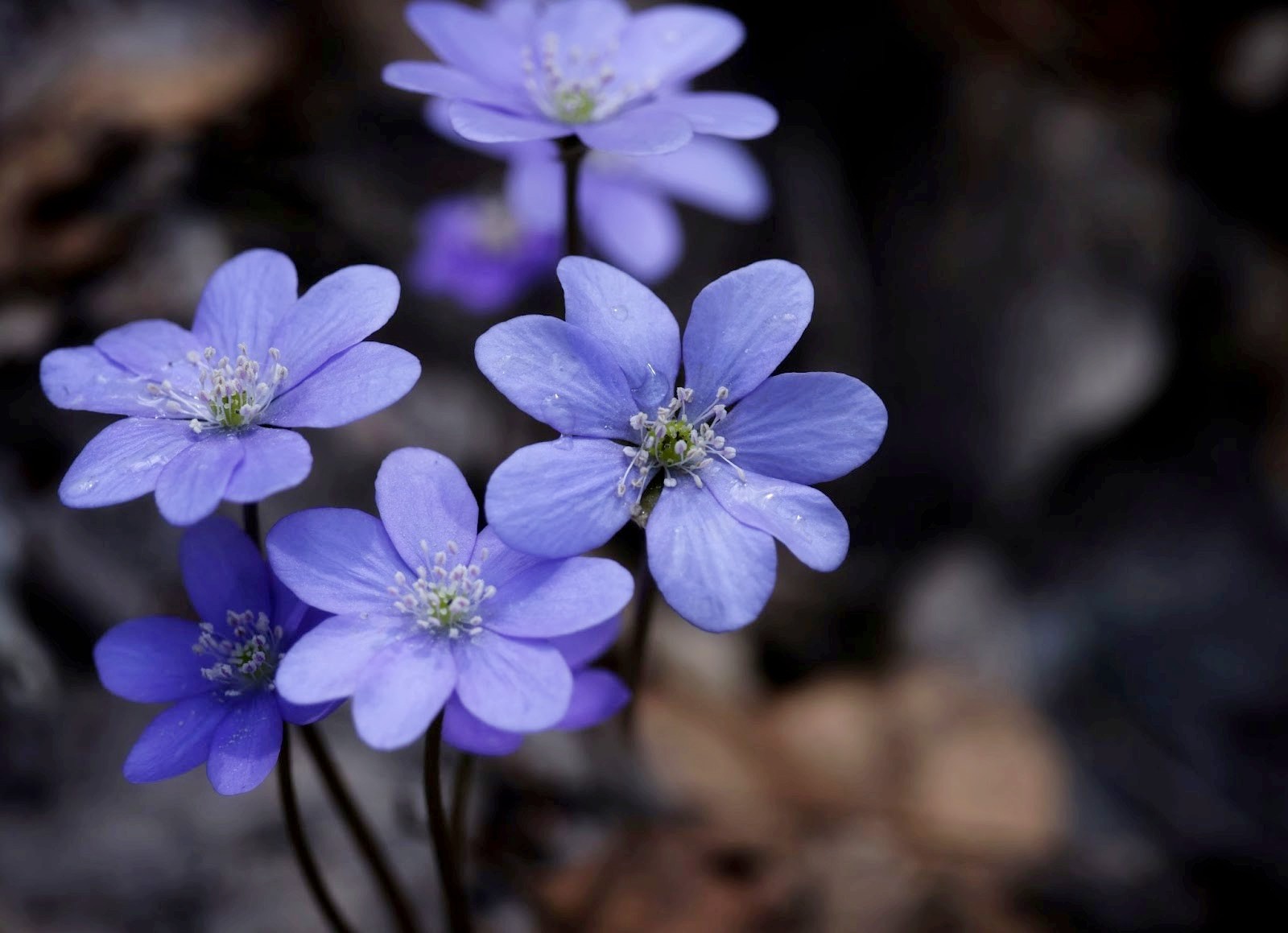 3-Печёночница благородная.jpg