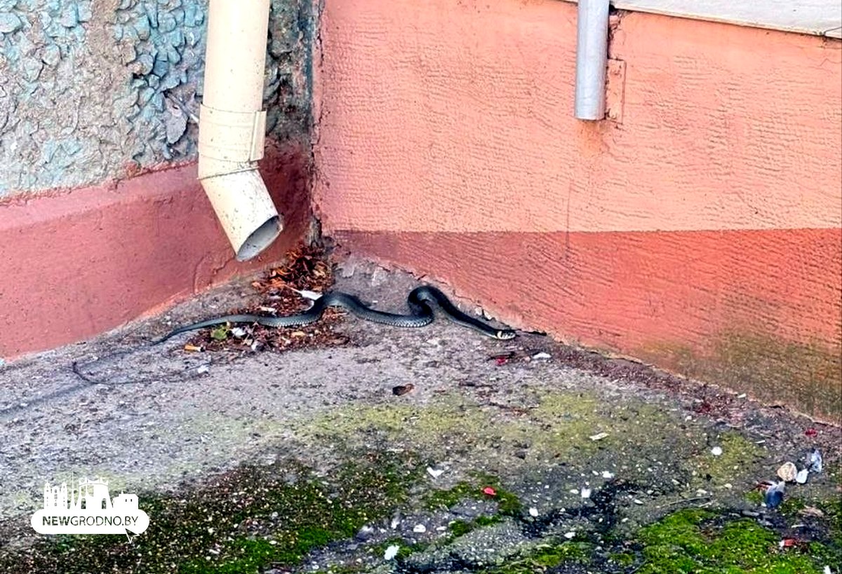 метровая змея возле дома в Гродно